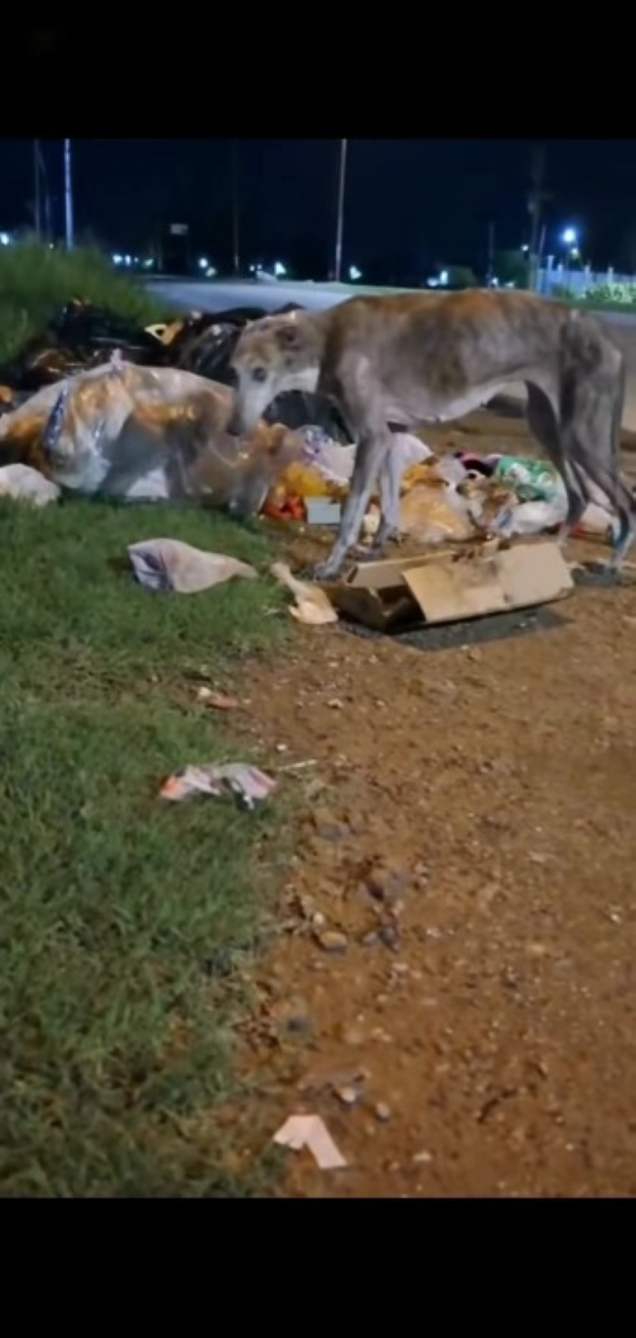 T1402046,Thrown away like trash this dog waited for mercy 💔 #dogrescue #animalrescue
