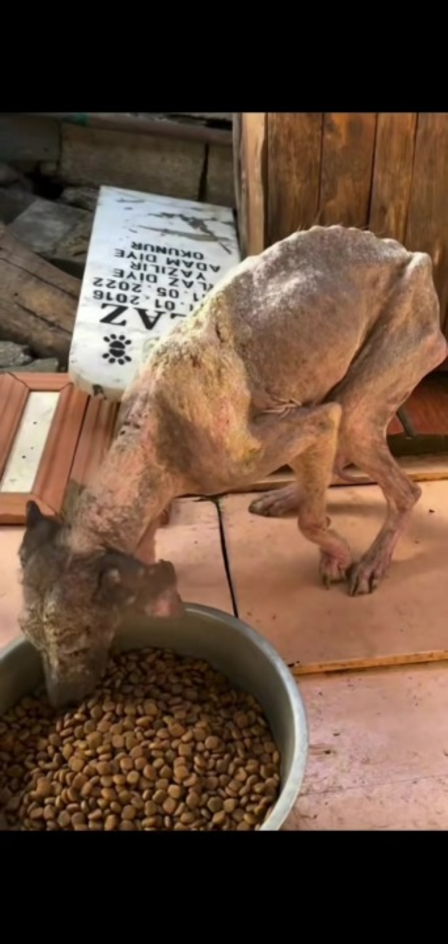 T1402047,Another abandoned dog saved before it disappeared forever 😢 #dogrescue #animalhope
