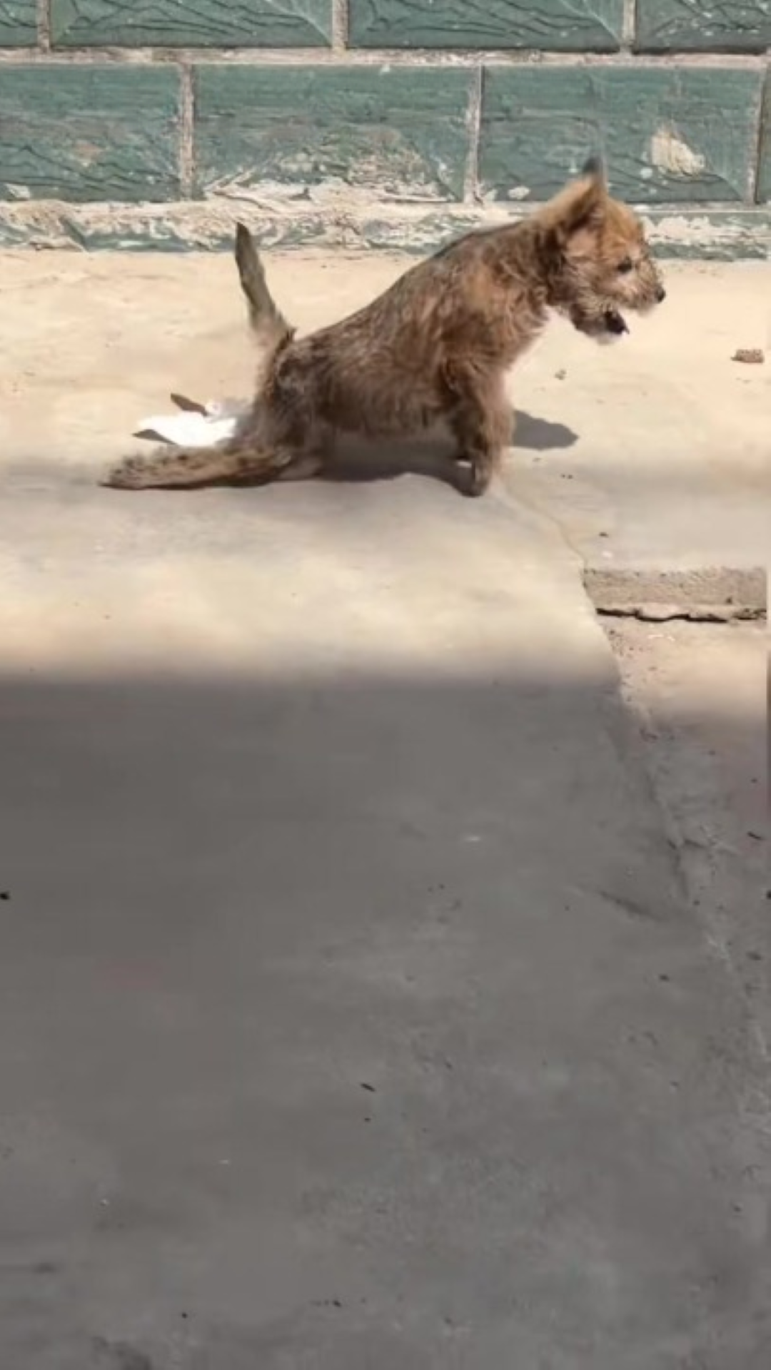 T1402049,Near a garbage dump this puppy dragged its paralyzed legs 💔 #puppyrescue #animalstory
