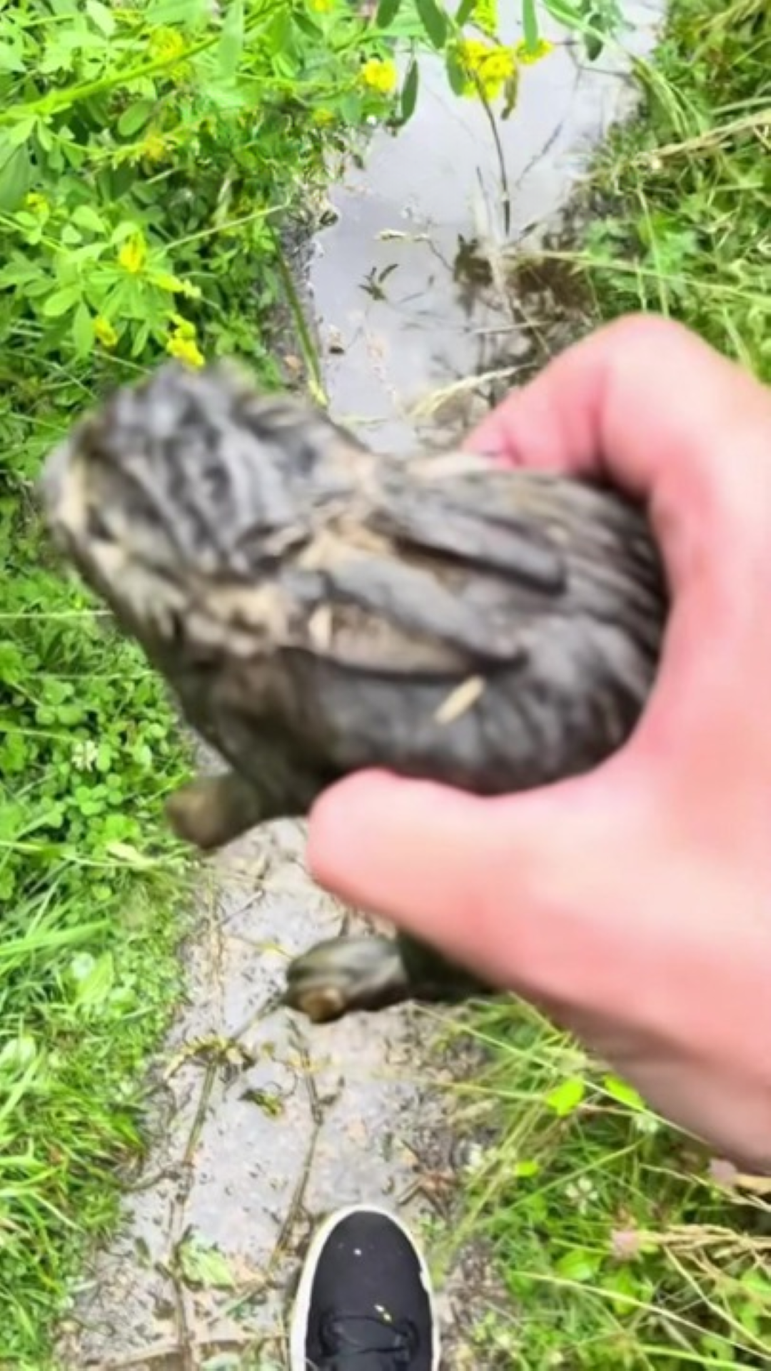 T1402050,A drowning baby rabbit was saved and became family 💔 #animalrescue #happyending
