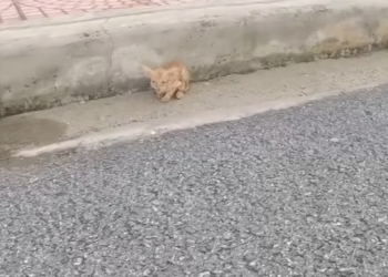 T0802001 Rescue Baby Cat rescue rescuecat rescue