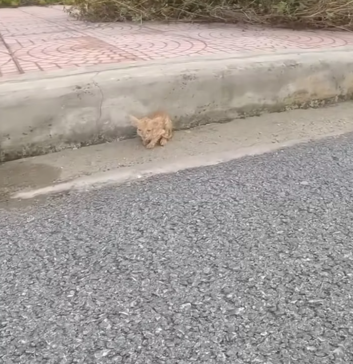 T0802001 Rescue Baby Cat rescue rescuecat rescue