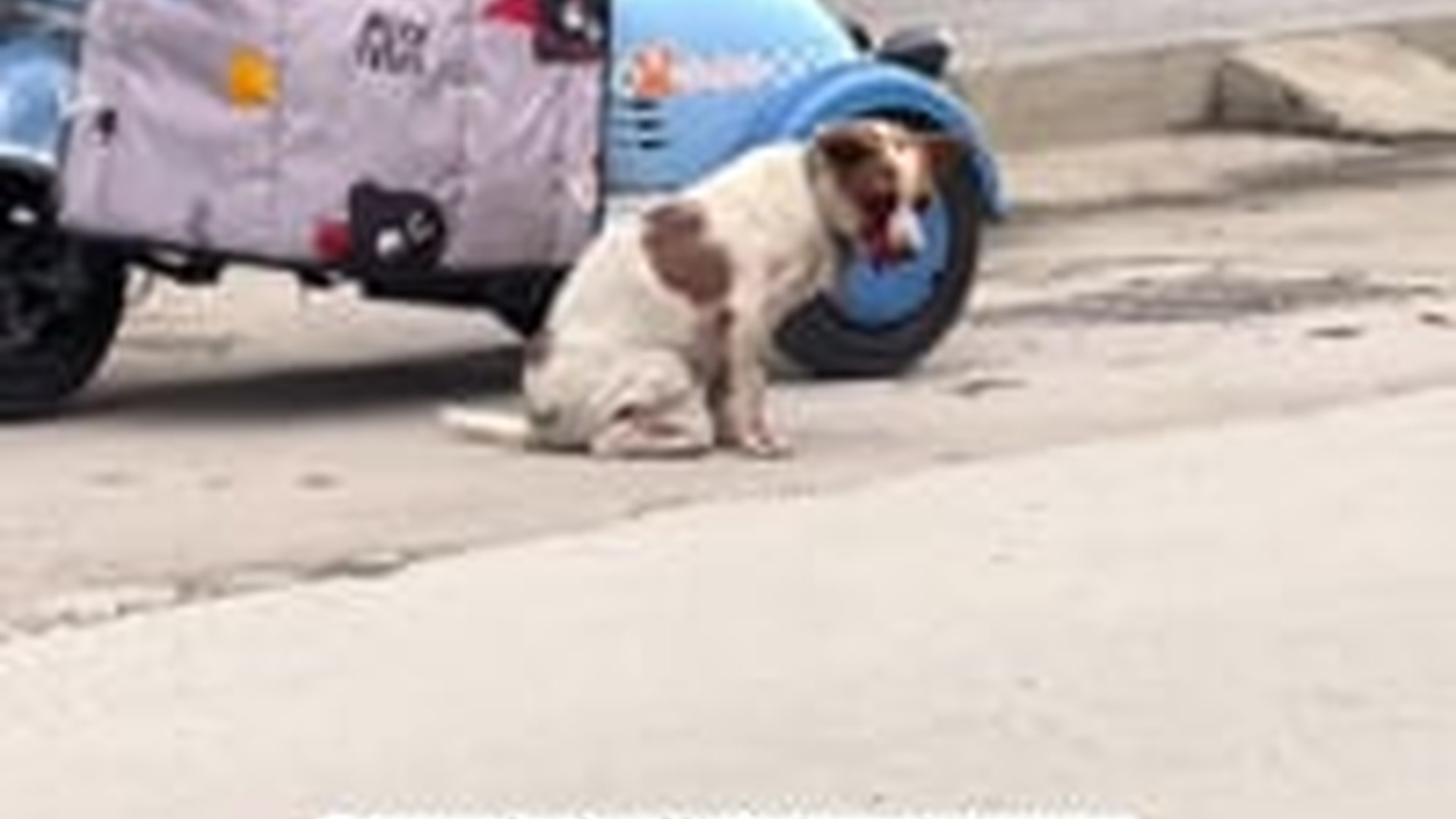 T1404003_blind puppy was abandoned but now he found family!#rescue #anima...