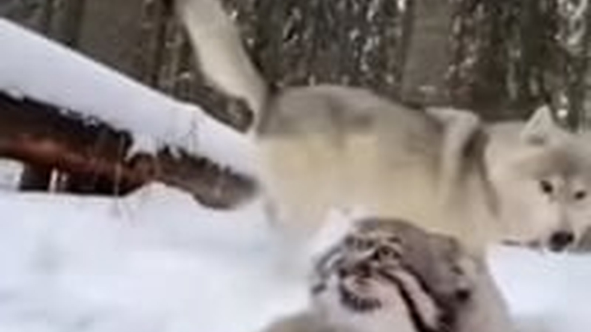 T1404004_Rescye cat wolf #rescue #animalrescue #animallover #moviesontikt...