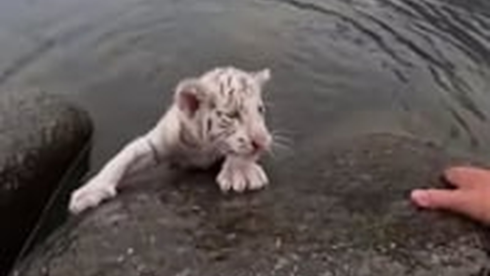 T1404005_Baby lion Remembered name who saved his life #rescue #animalrescu...