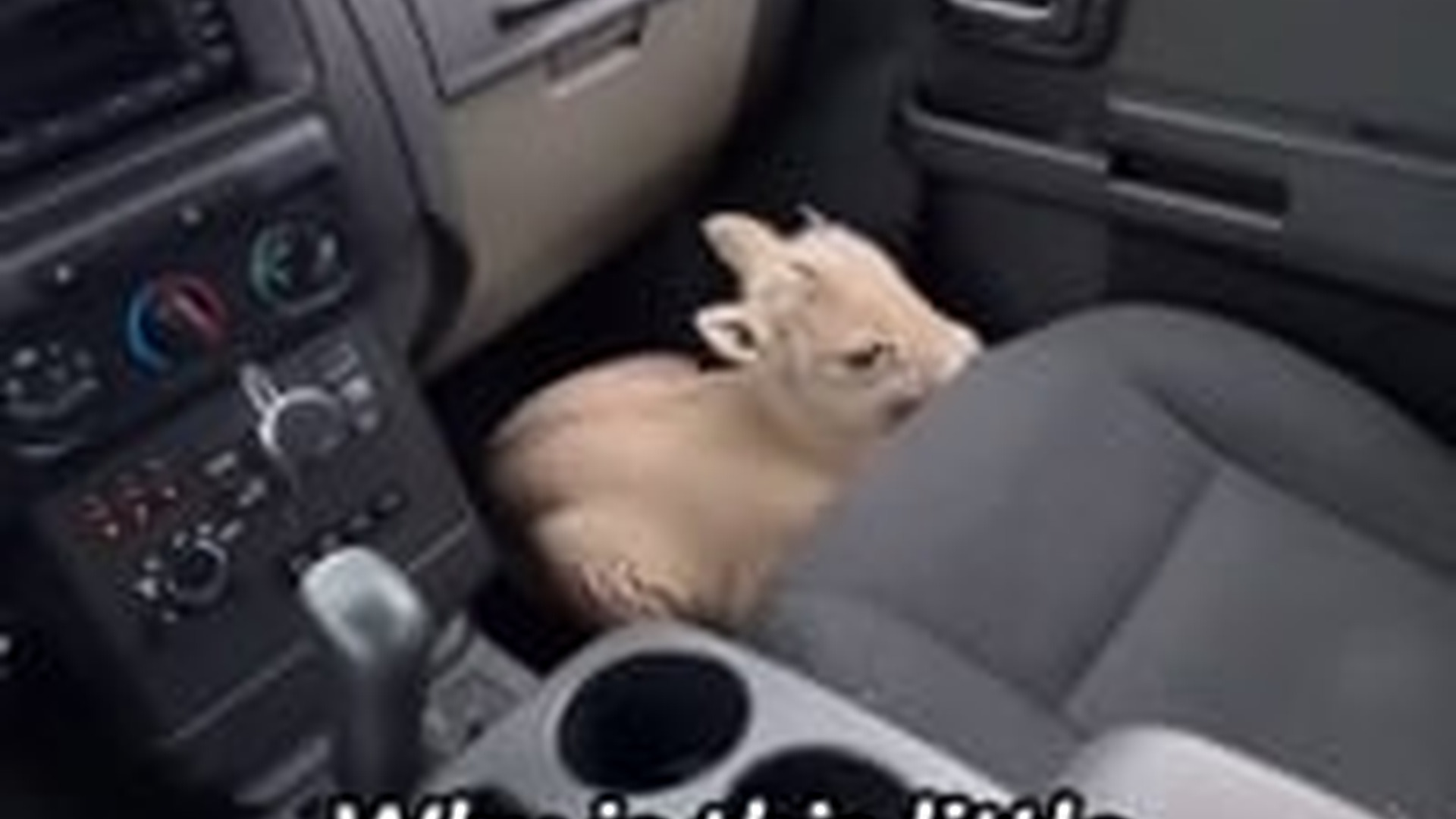 T1404007_followed baby sheep then happened #heartwarming #anim...