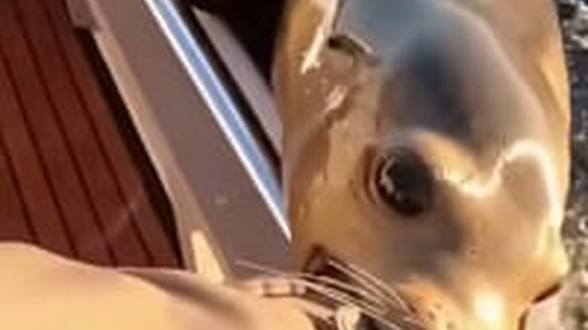 T1404008_saved her babybso she baught me GIANT Tuna. #moviesontiktok #stor...