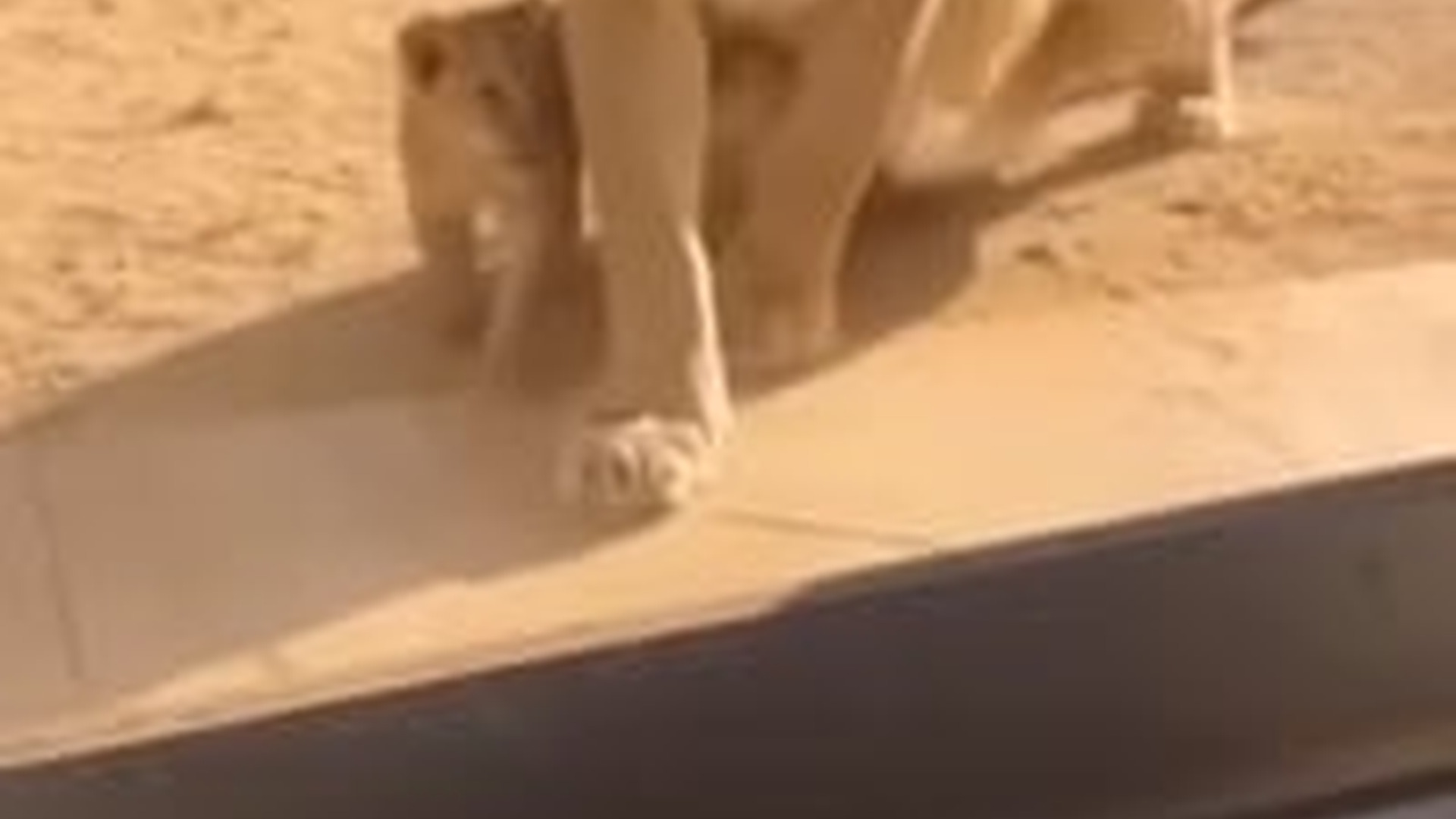 T1404009_#animals #rescue #rescueanimals