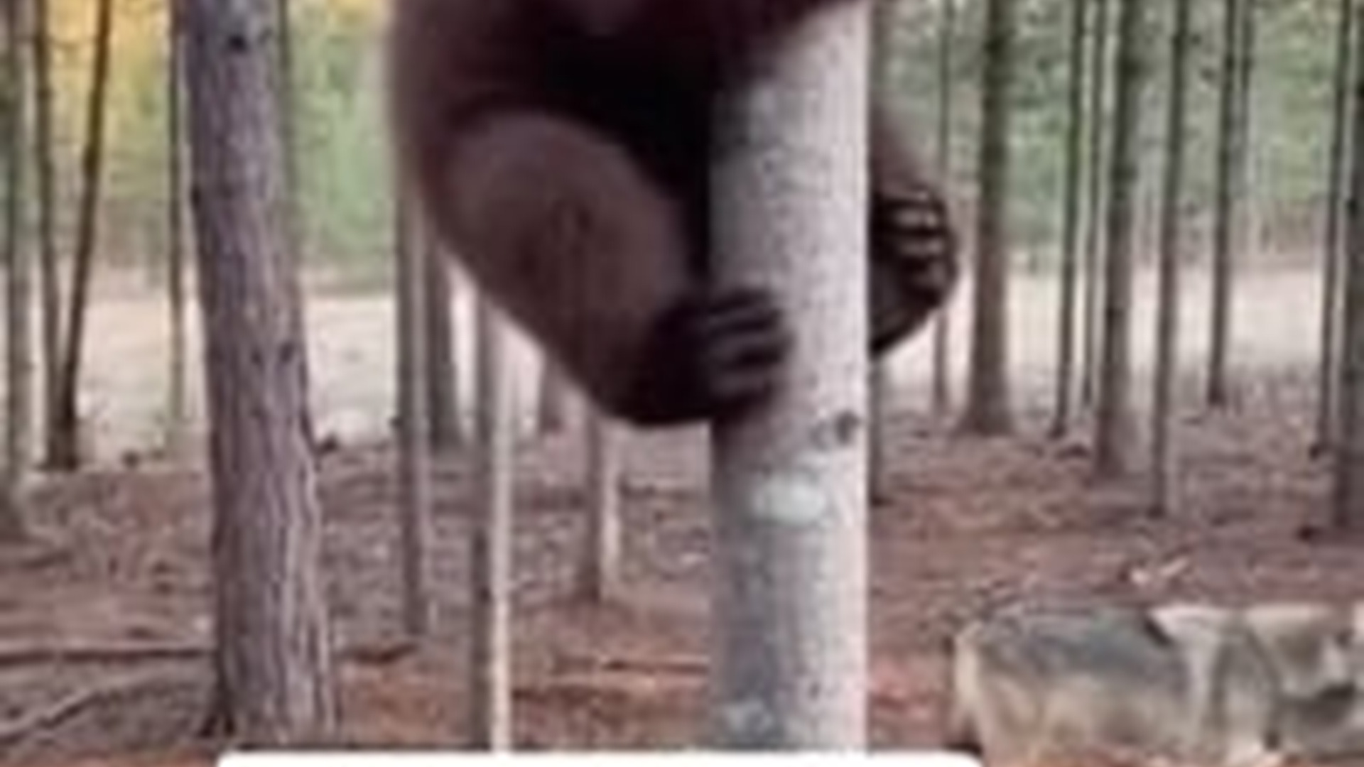 T1404010_Rescue baby bear wolf #rescue #animals #puppiesoftiktok #dogsoft...