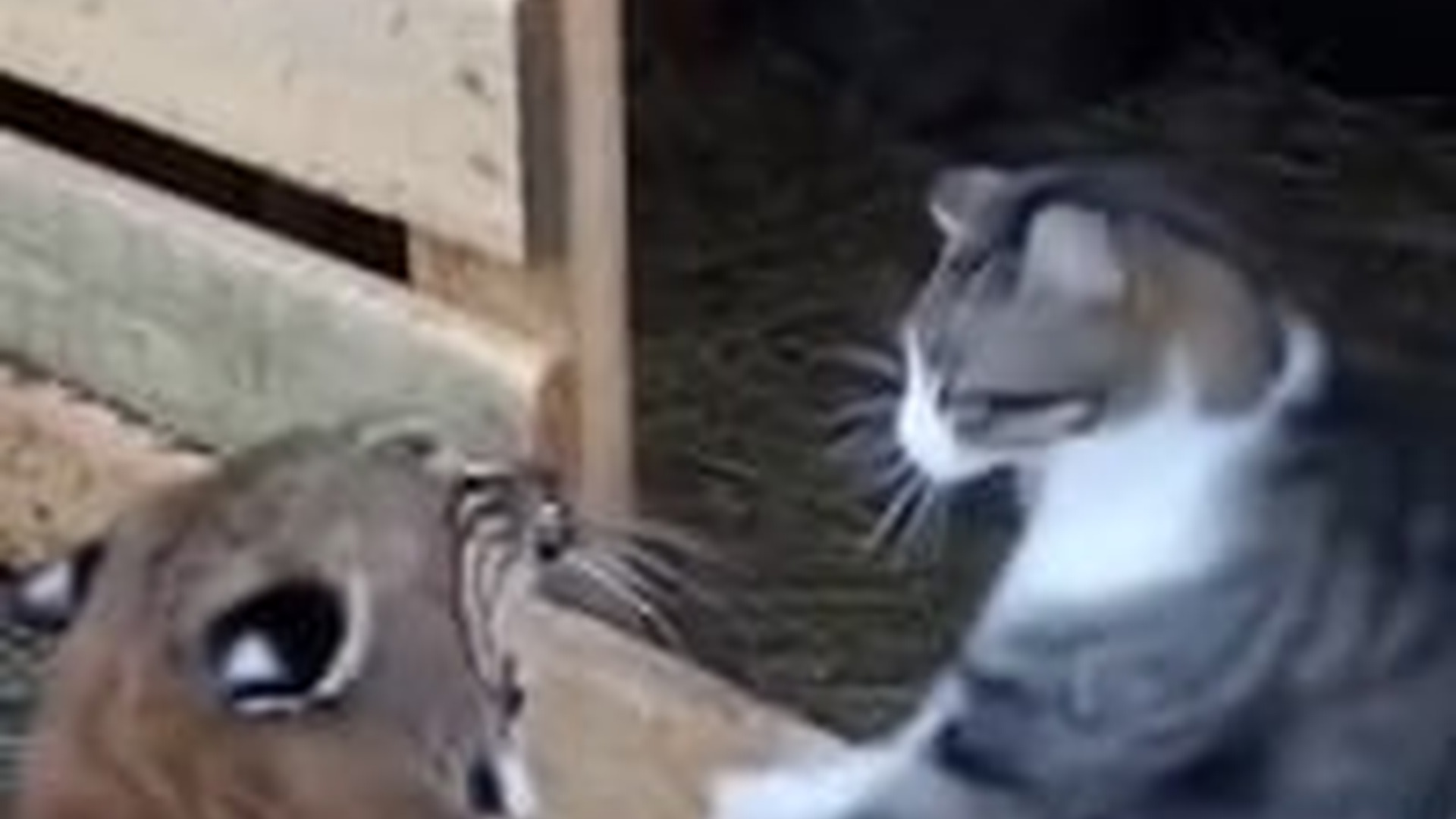 T1404013_She Fought Wild Bobcat To Save Her Rabbit Friend #dog #rescue #who...