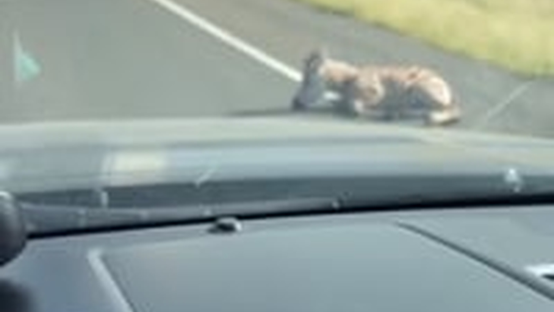 T1404014_Cow Adopted Zebra Who Fell Out #animals #wholesome #rescue