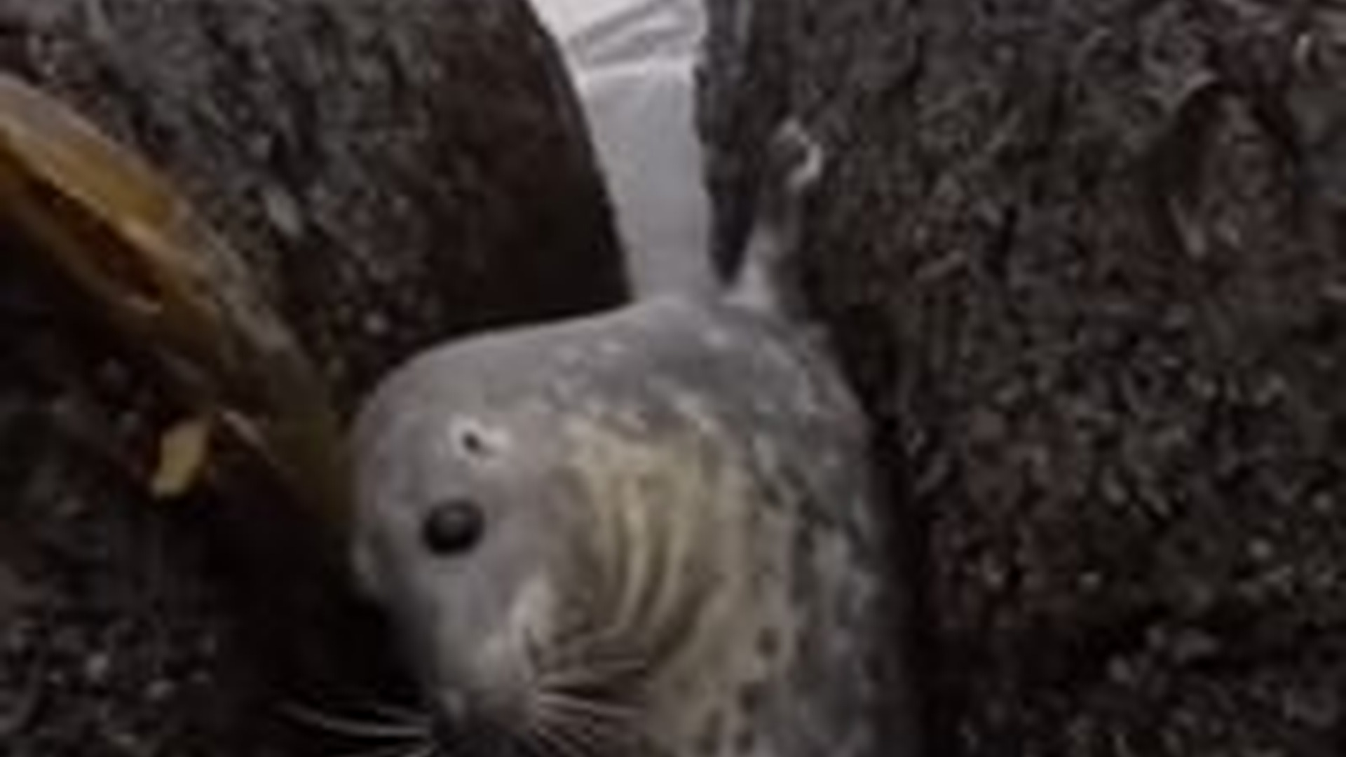 T1404017_You Won Believe Seal Reaction #seal #animal #animallover #w...
