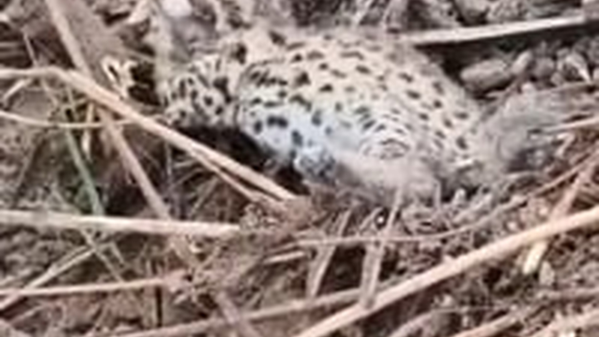 T1404018_injured wild cat kitten was adopted by family #lovestory #anima...