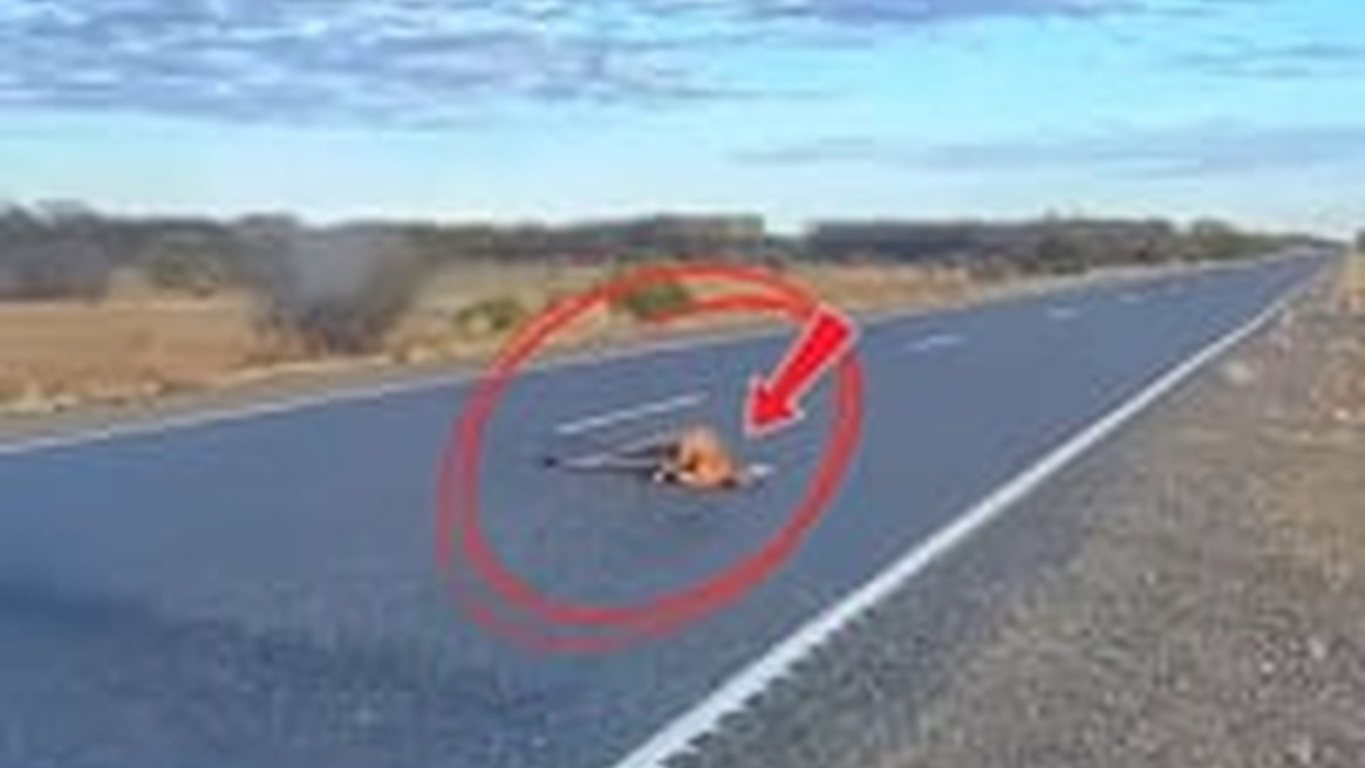 T1404020_baby kangaroo was rescued after an accident brought home to b...