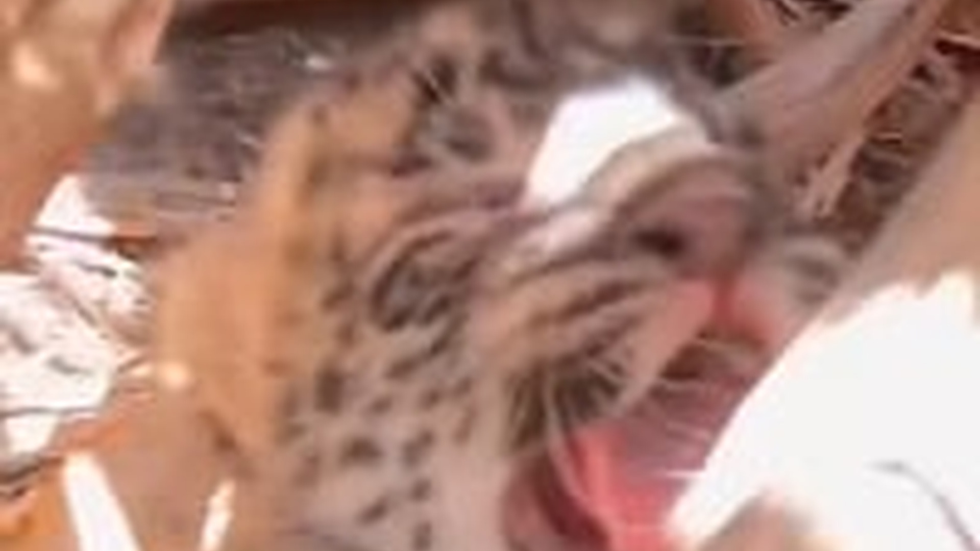 T1404021_man stumbled upon stray leopard brought it home to care fo...