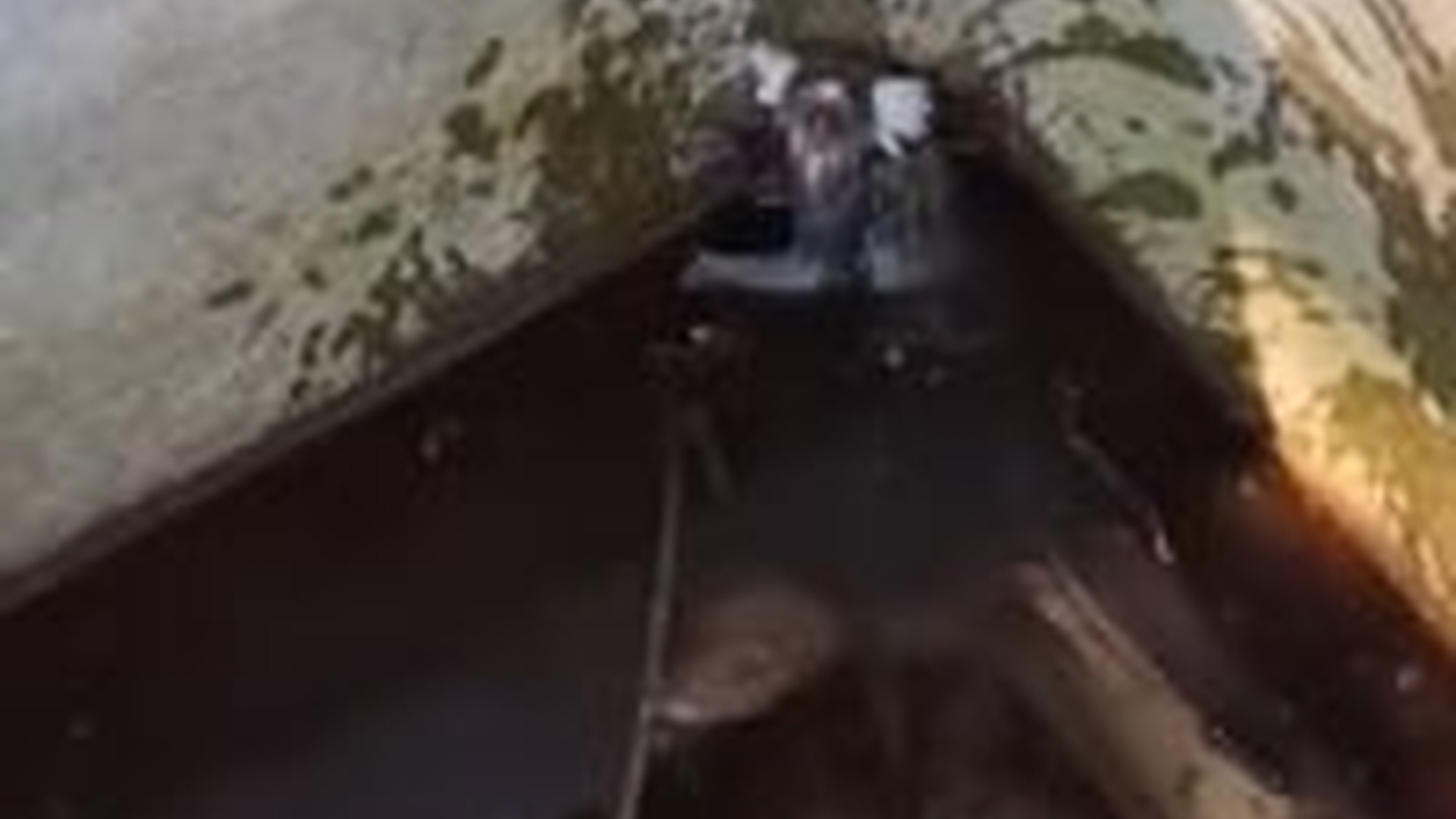 T1404022_family rescued marmoset had fallen into water bro...