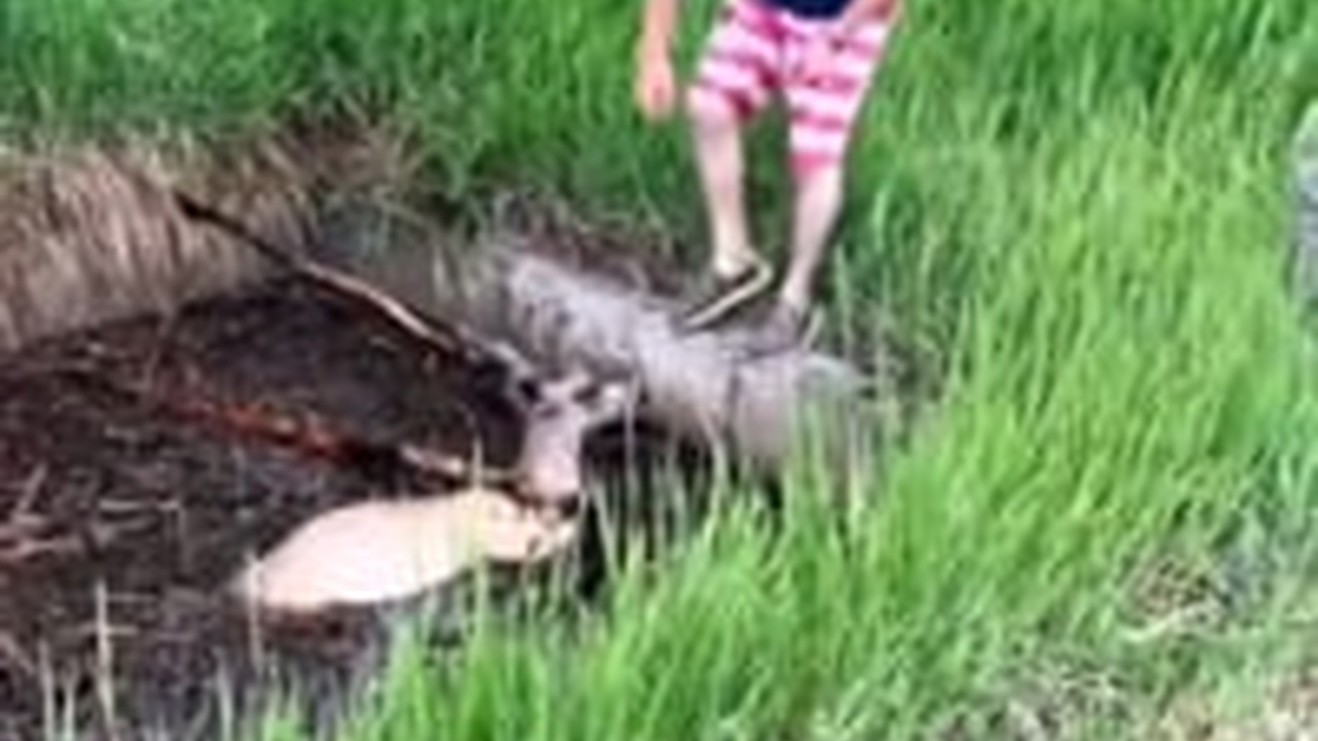 T1404023_deer had fallen into puddle, surprisingly, what happened...