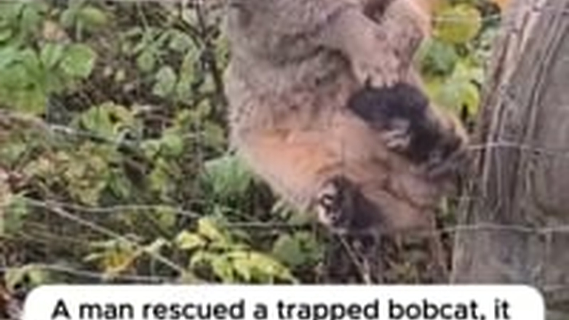 T1404025_stray fox cub unexpectedly ran up to me, decided to take it h...