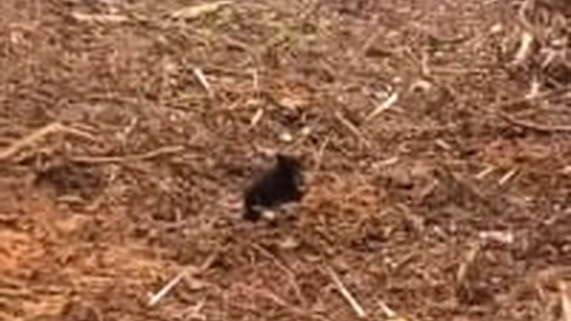 T1404026_man accidentally discovered stray bear cub decided to take...