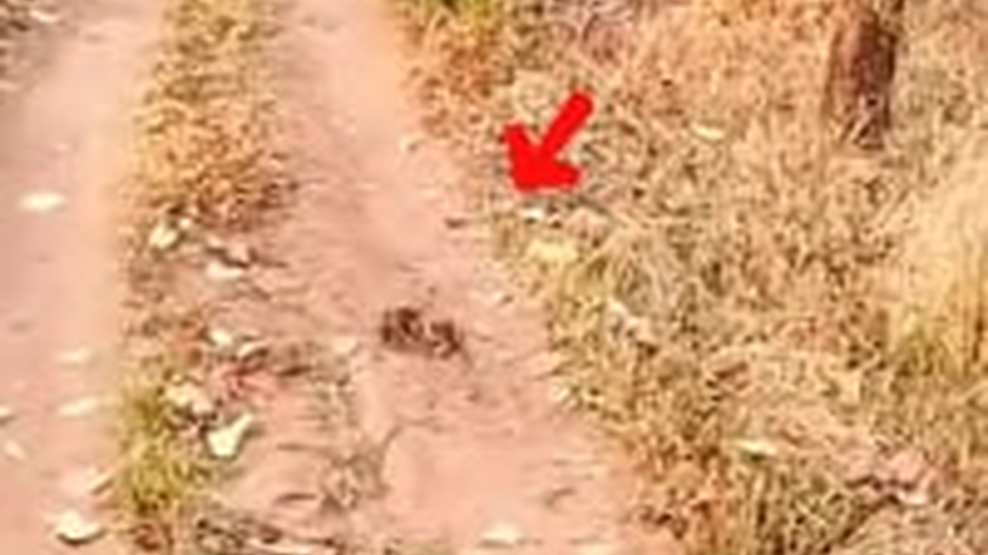 T1404027_man adopted an orphaned tiger cub brought it home to care fo...