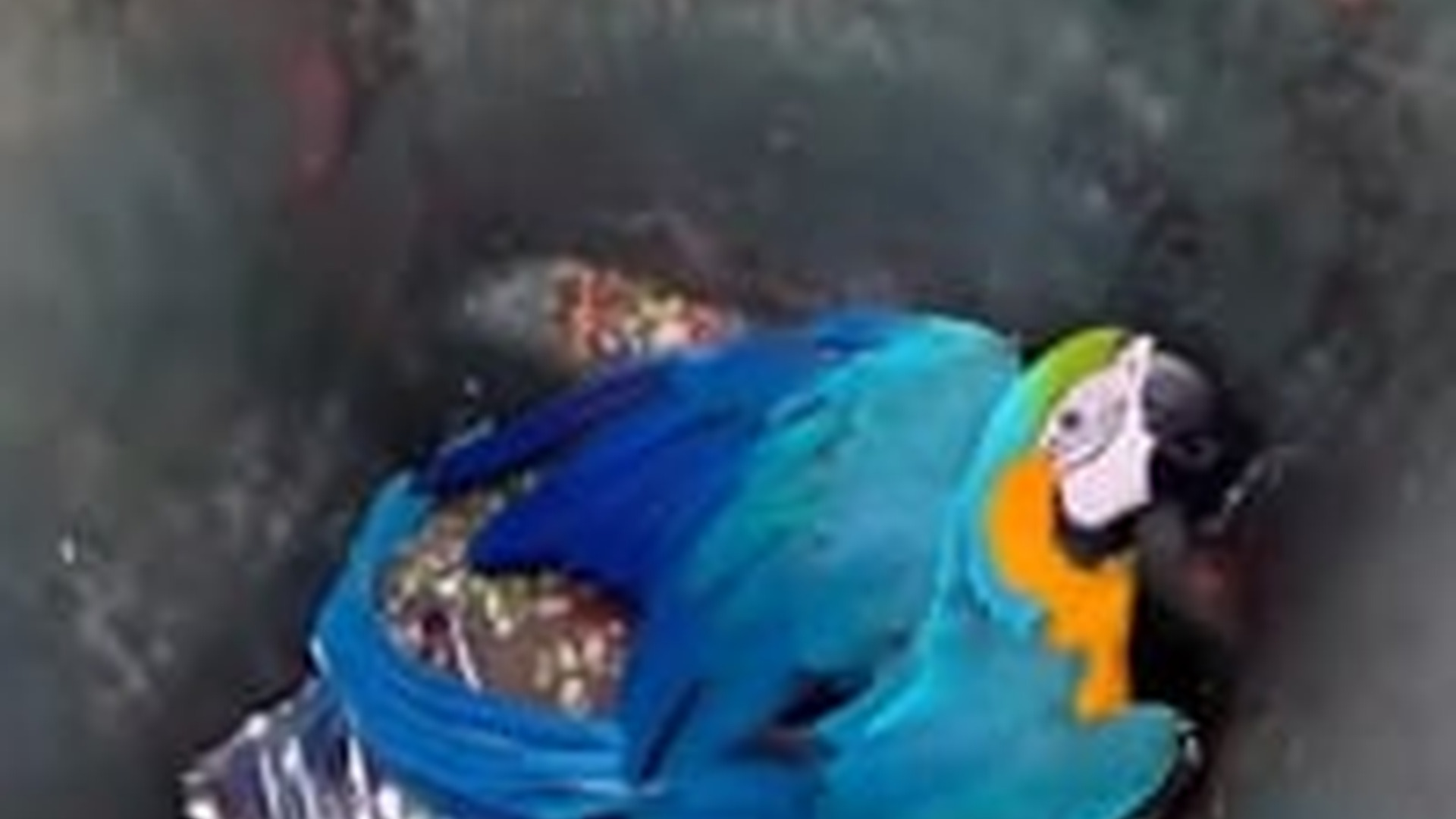 T1404028_Family Rescues Trapped Parrot Gives It Home #AnimalRescue