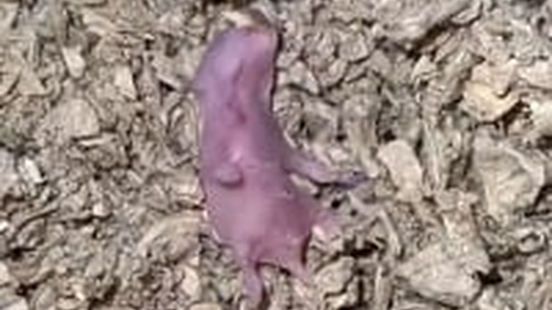 T1404030_girl took in baby hamster had lost its mother at birth