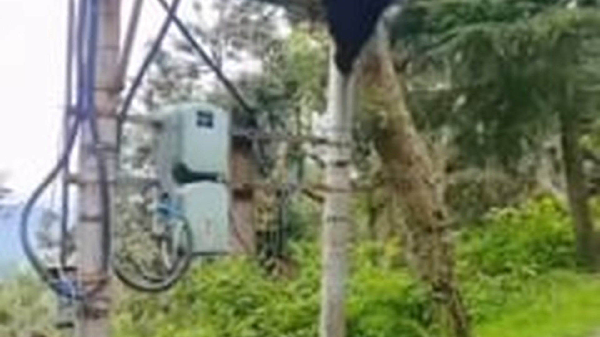 T1404031_group of people rescued bear had been electrocuted broug...