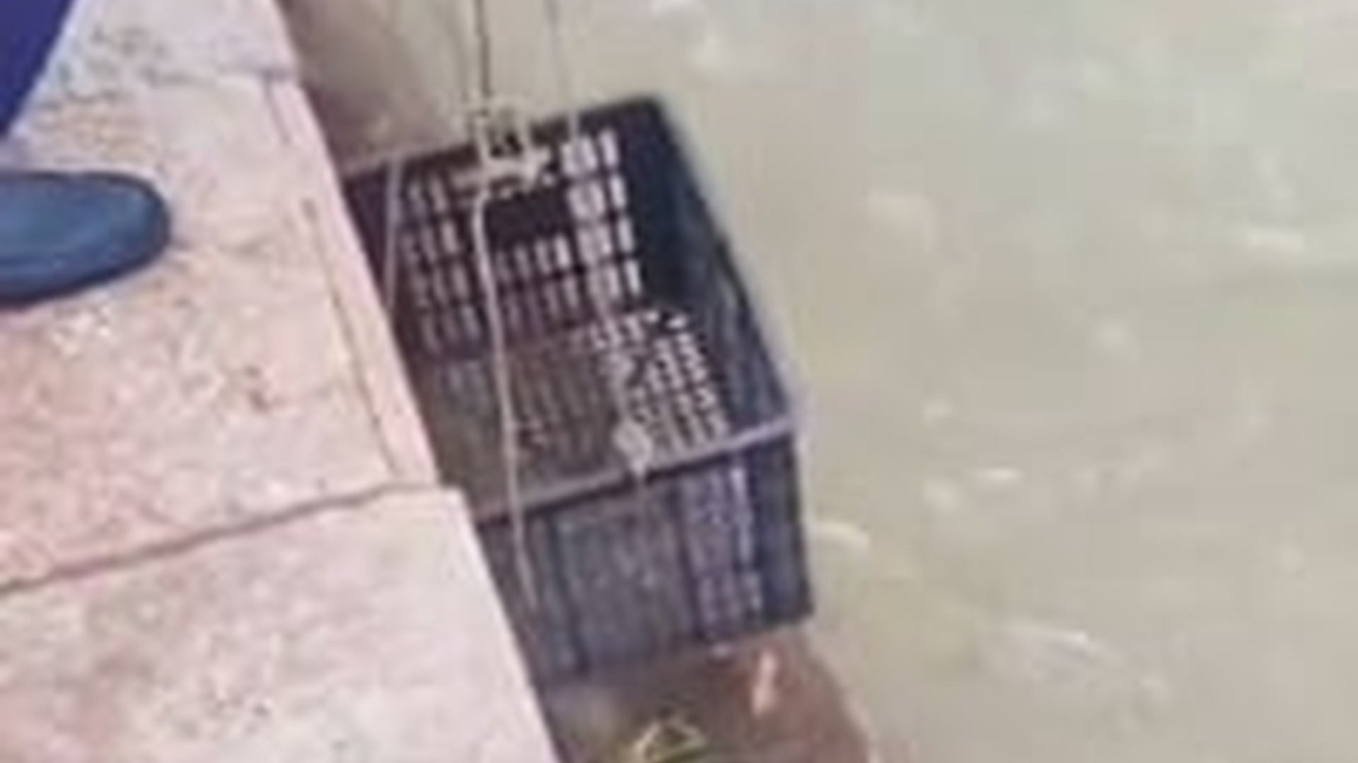 T1404037_Saving dog flood then #rescue #animals #fyp #love #dog