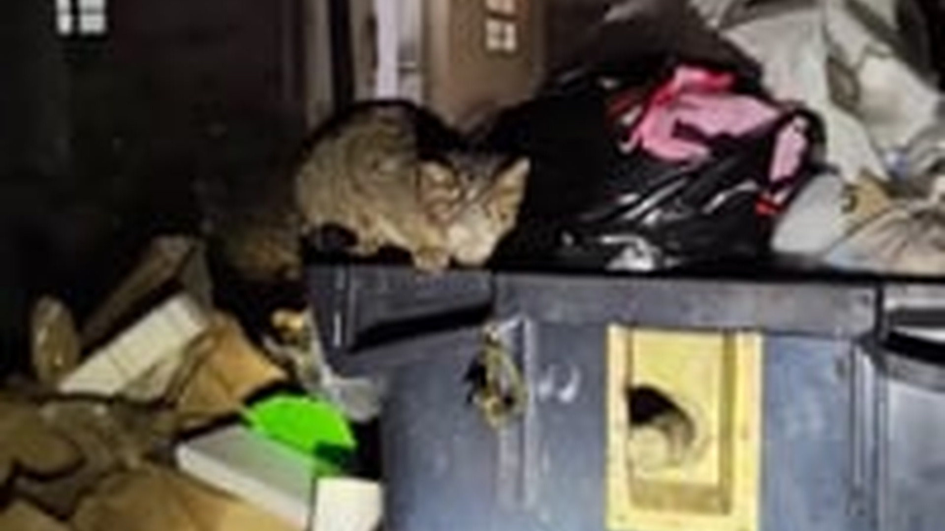T1404040_Rescue an abused homeless cat then #rescue #animals #fyp #cat #love