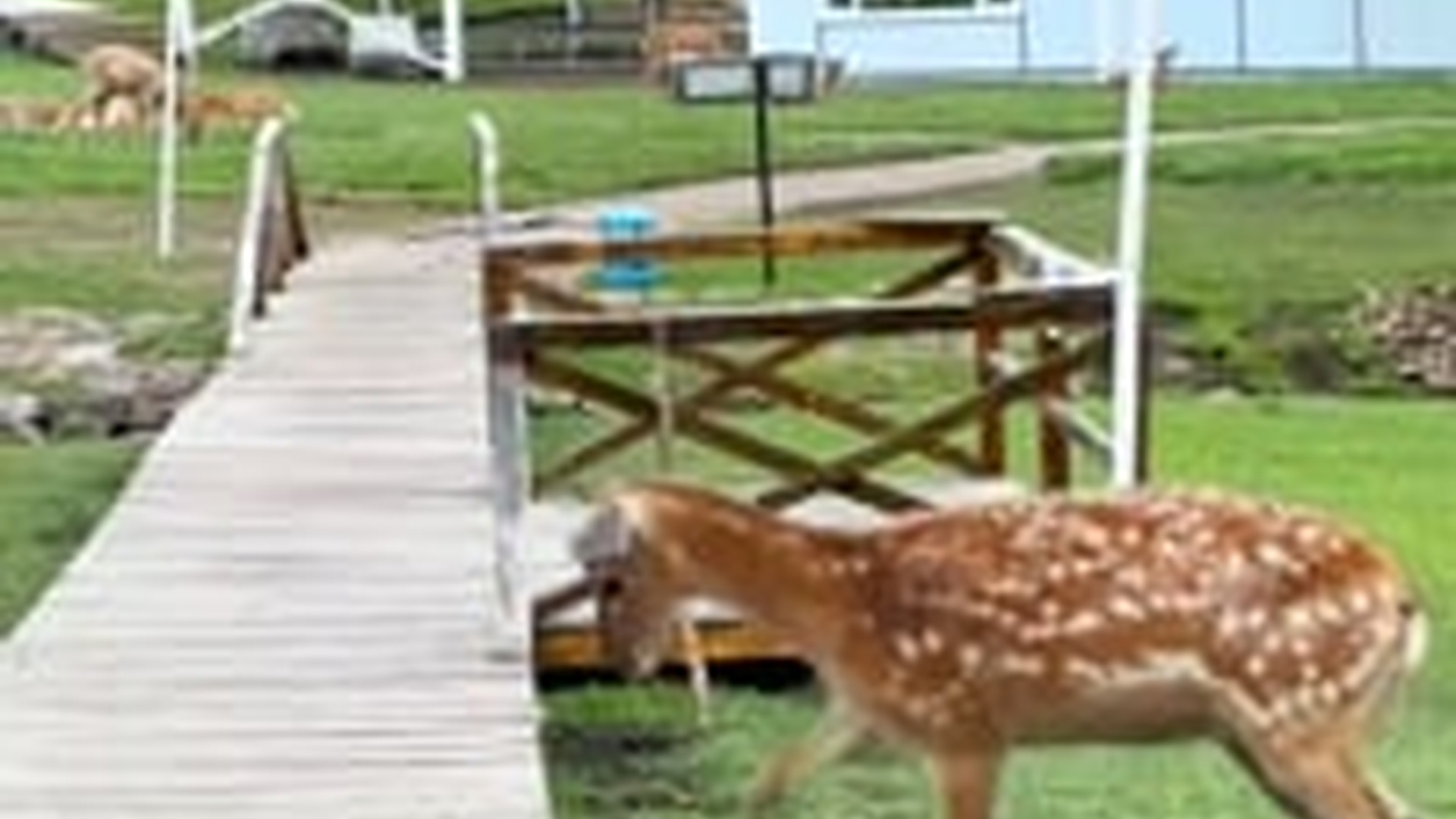 T1803029_Rescuing baby deer was abused by its mother #rescue #animals...
