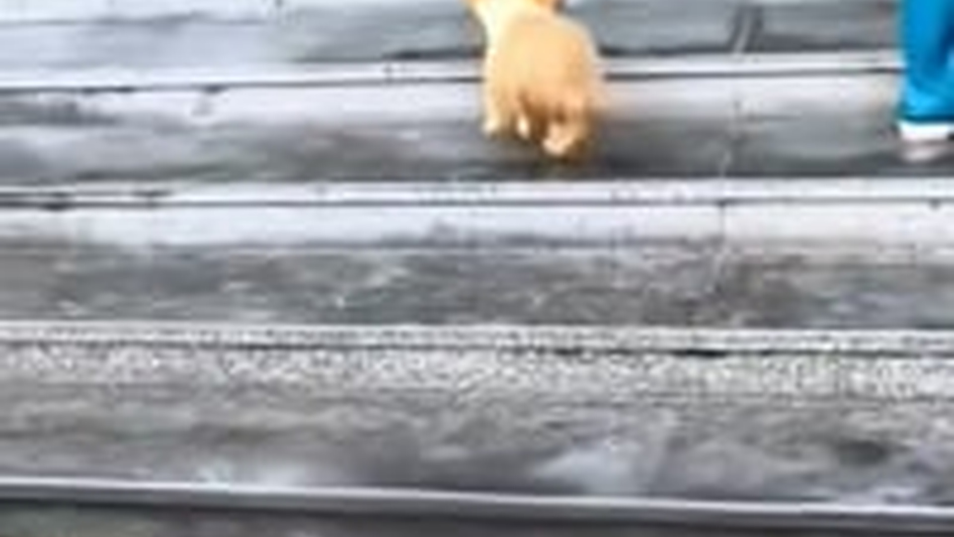 T1803036_Poor dog #dog #dogsvideo #dogsoftiktok #bestfriend #animals