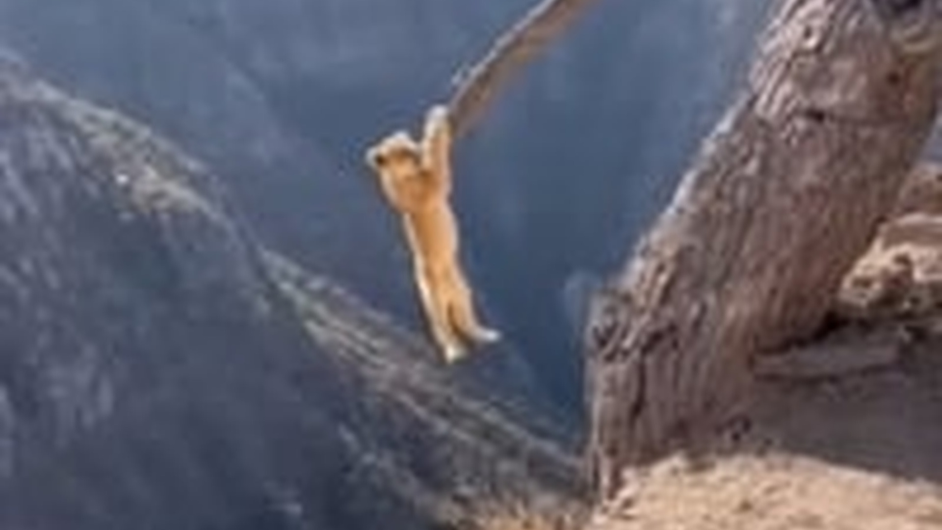 T2103001_found tiny lion cub dangling over ravine #shorts