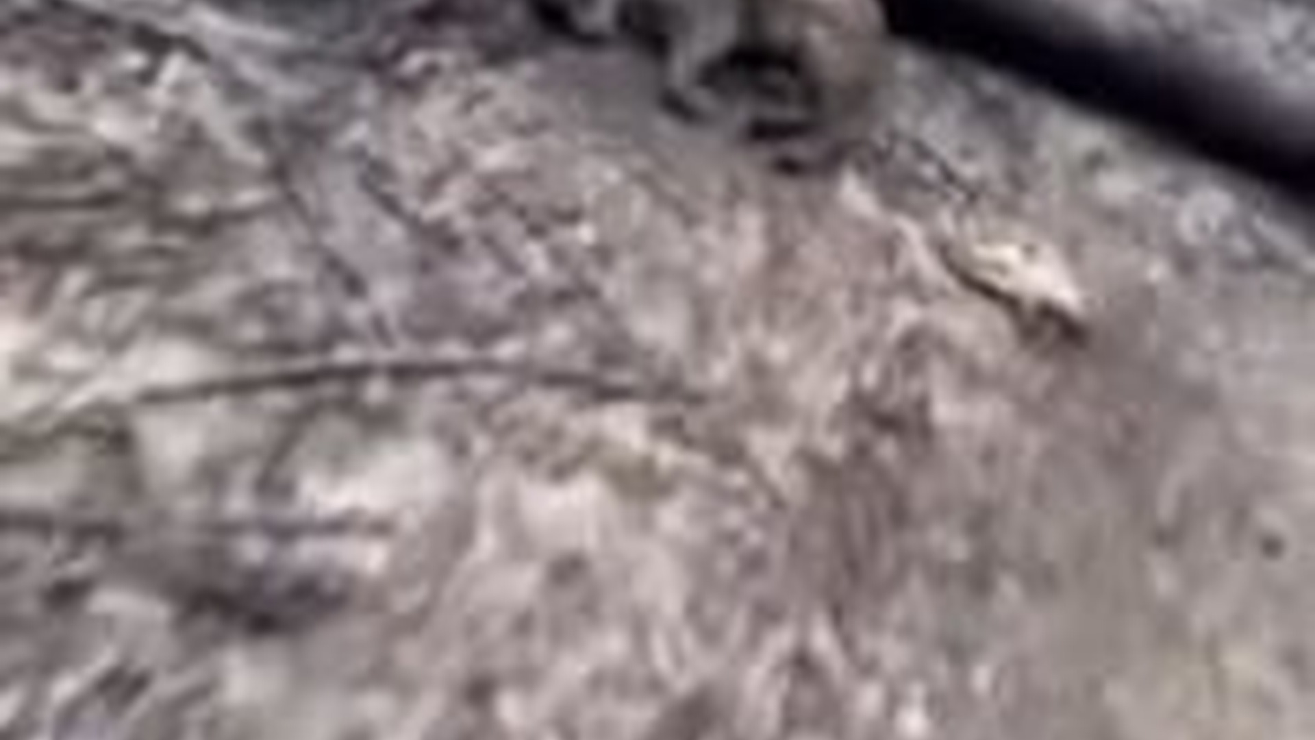 T2103002_walked into forest after fire found caracal mother bu...