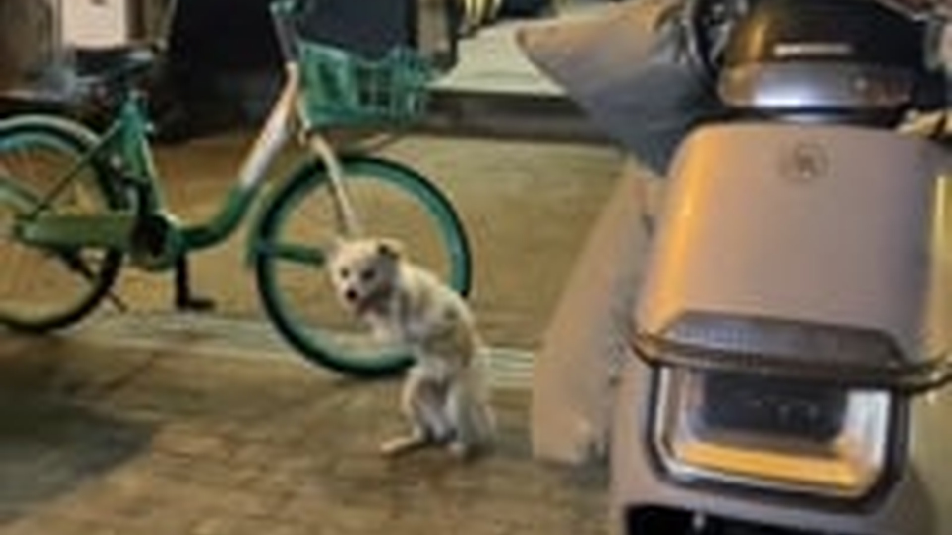 T2103029_encountered stray dog had lost both legs.He was staggering...