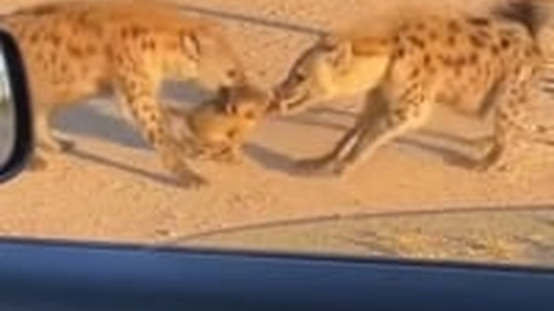 T2103031_Rescued Trapped Baby Monkey Hyenas #animals #wholesome #anim...