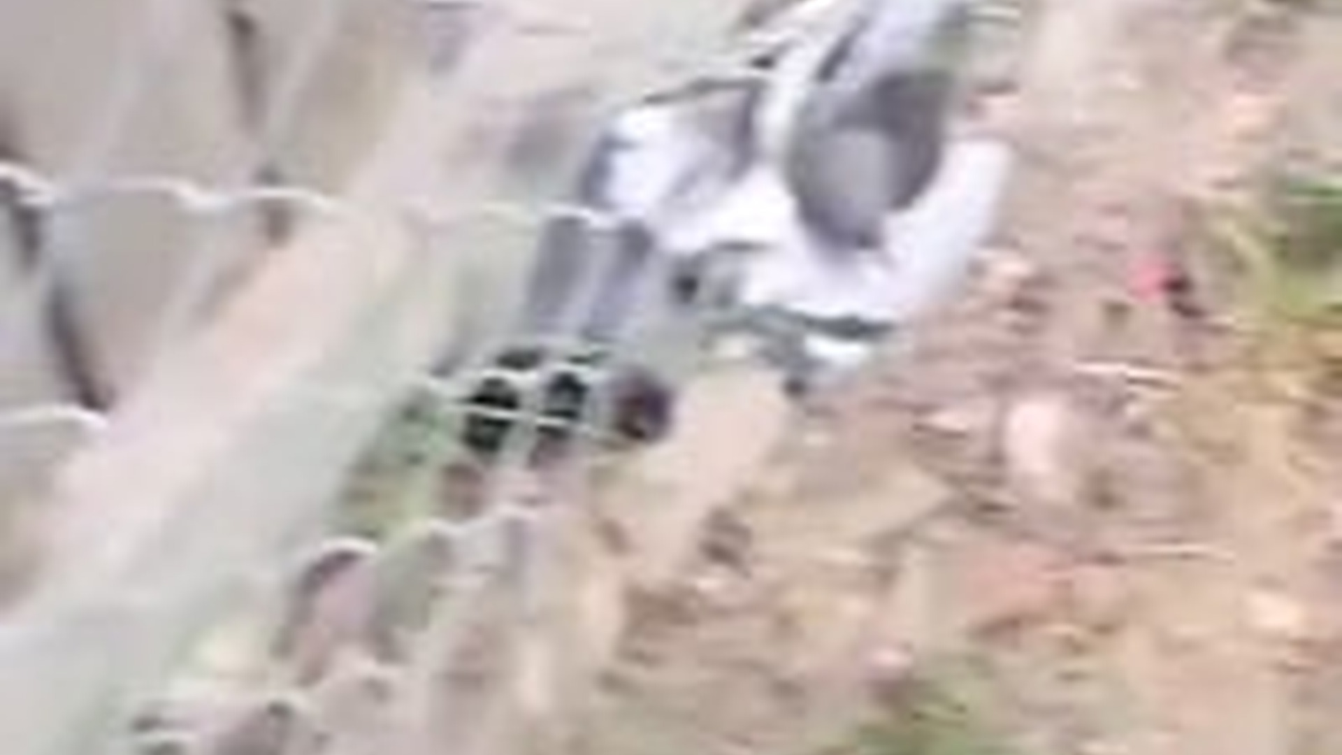 T2103032_Rescuing Trapped Pigeon Stuck in Fence #rescue #rescueanimals #re...