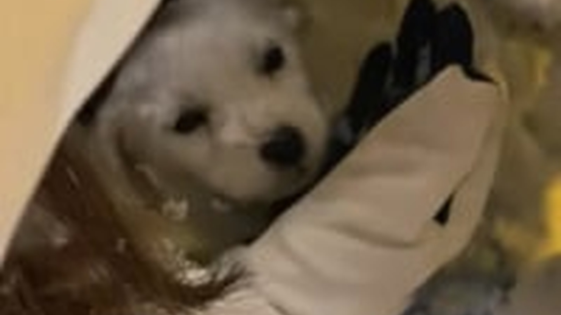 T2103033_found little puppy in snow, about to lose everything. It was