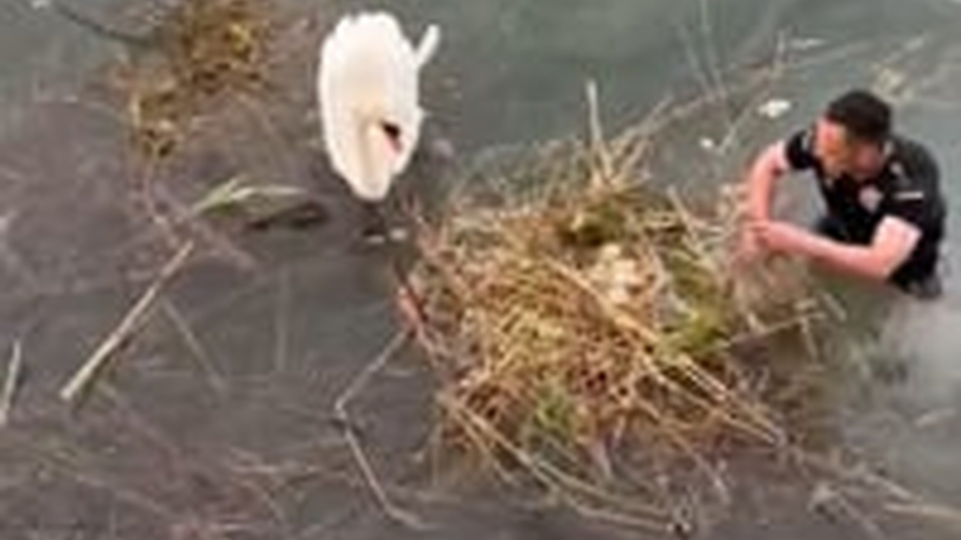 T2103034_Oh no! found nest of swan eggs flooded by water so #animal #an...