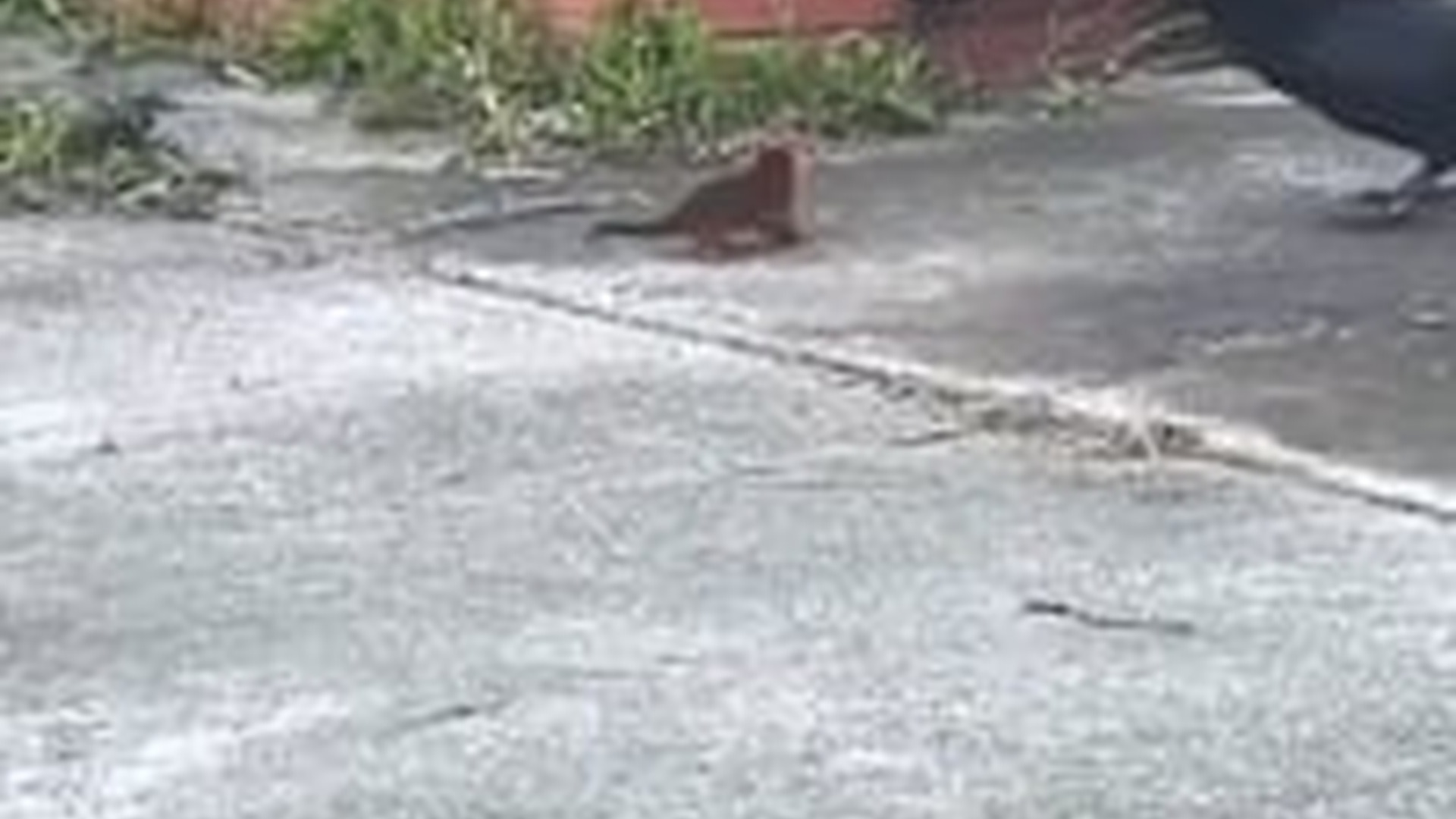 T2103035_Girl rescued poor baby possum two angry crows then #animal