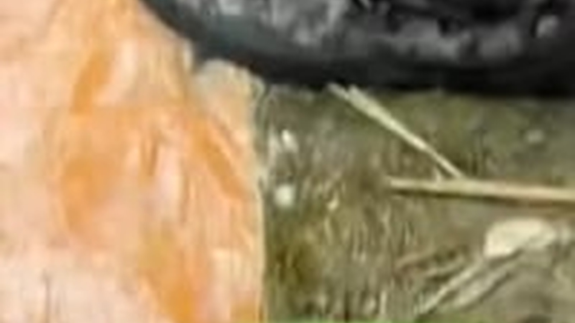 T2103036_Man rescued drowning kitten got big surprise #animal #animals...