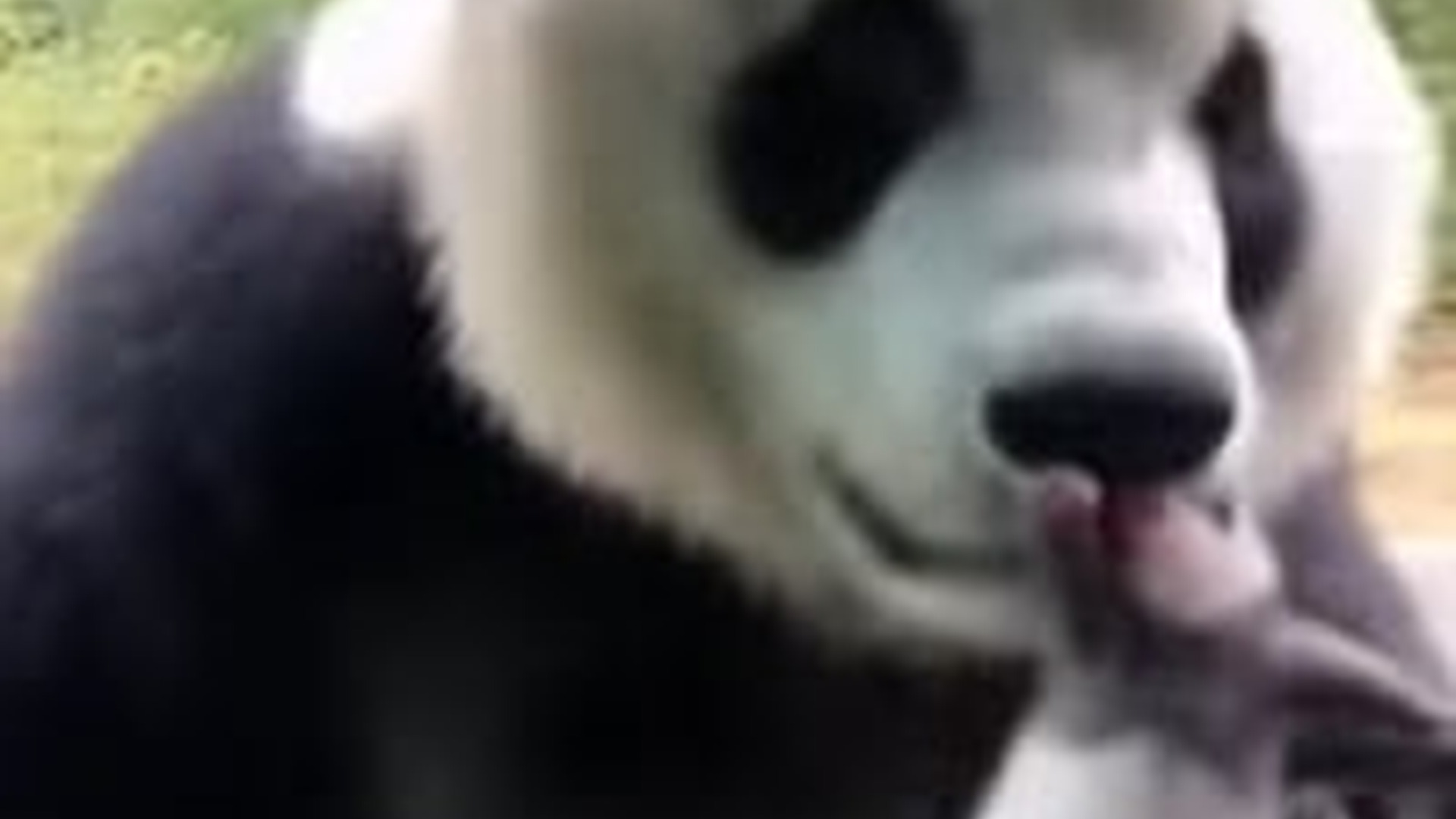 T2103039_saved baby panda Real animal rescues cross borders G...