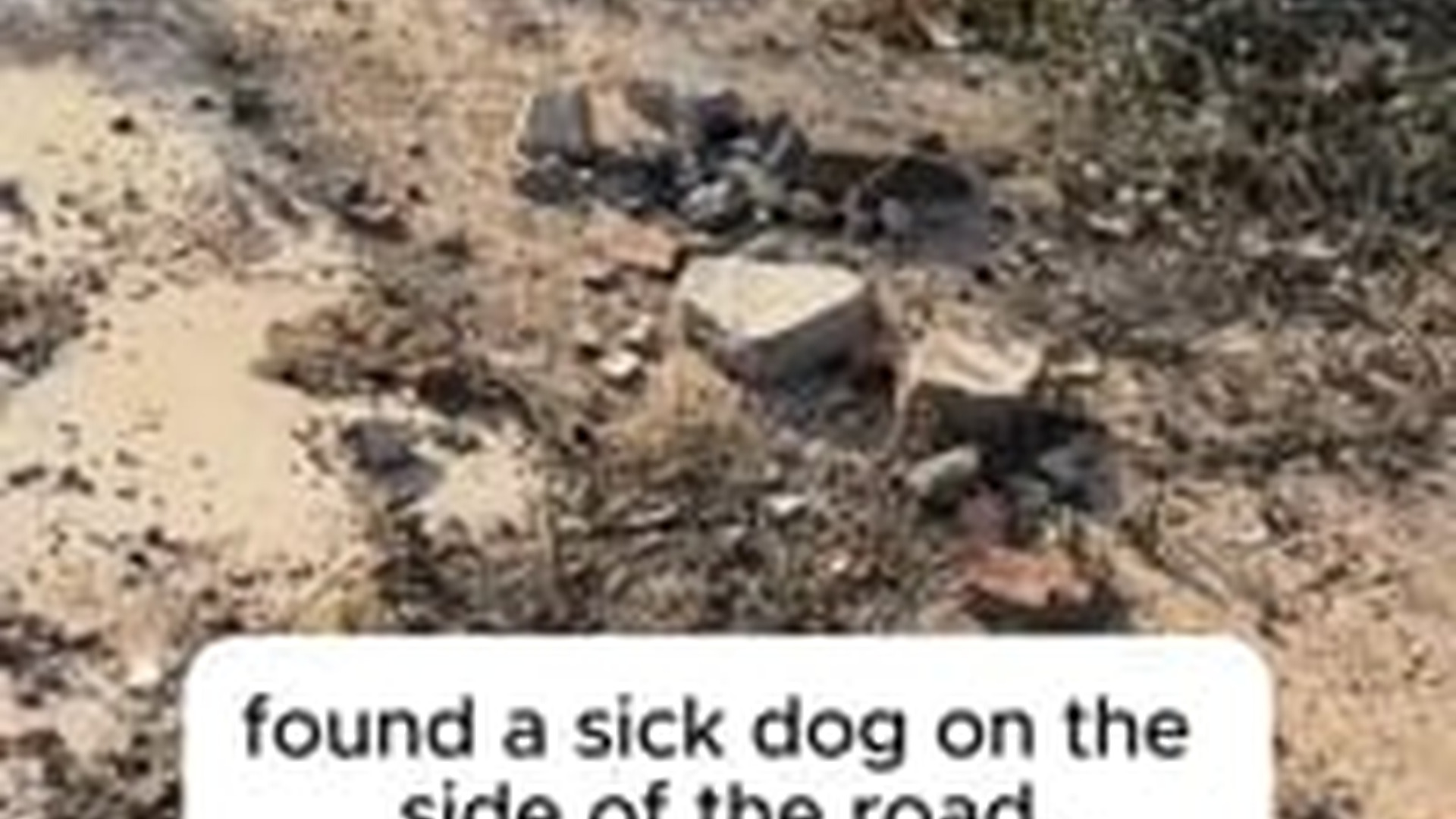 T2603001_found sick dog on side of road.Take him to hospital for...