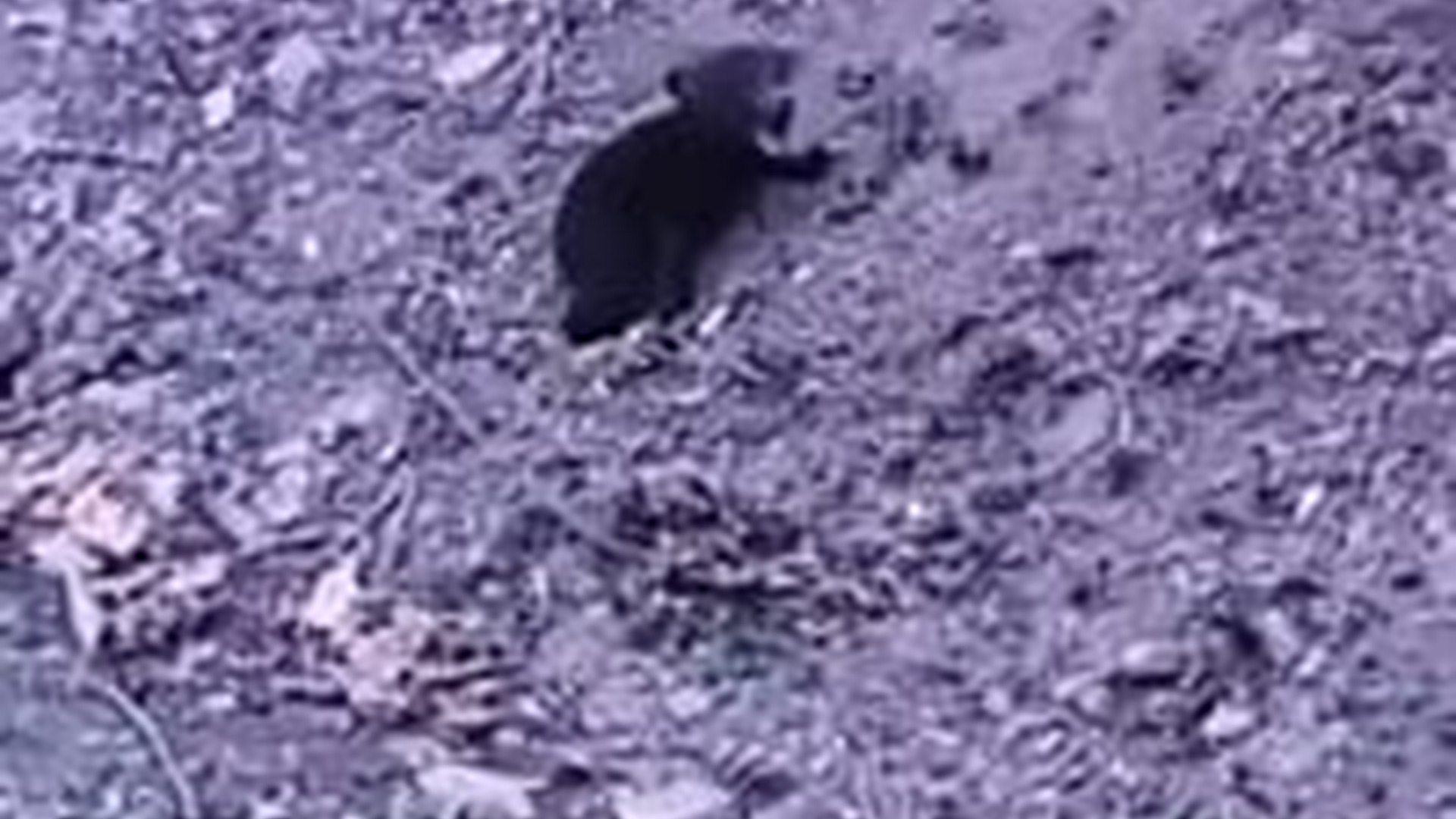 T2603002_Rescue bear cub separated his mom, after being reunited wi...