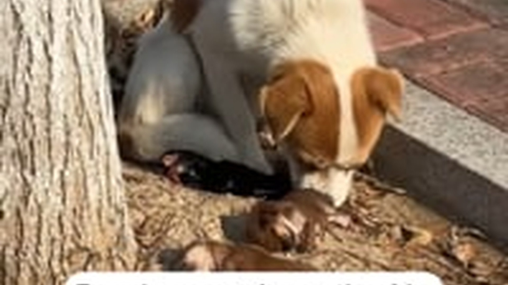 T2603005_Found mama dog on side of road who just lost her baby.#anim...