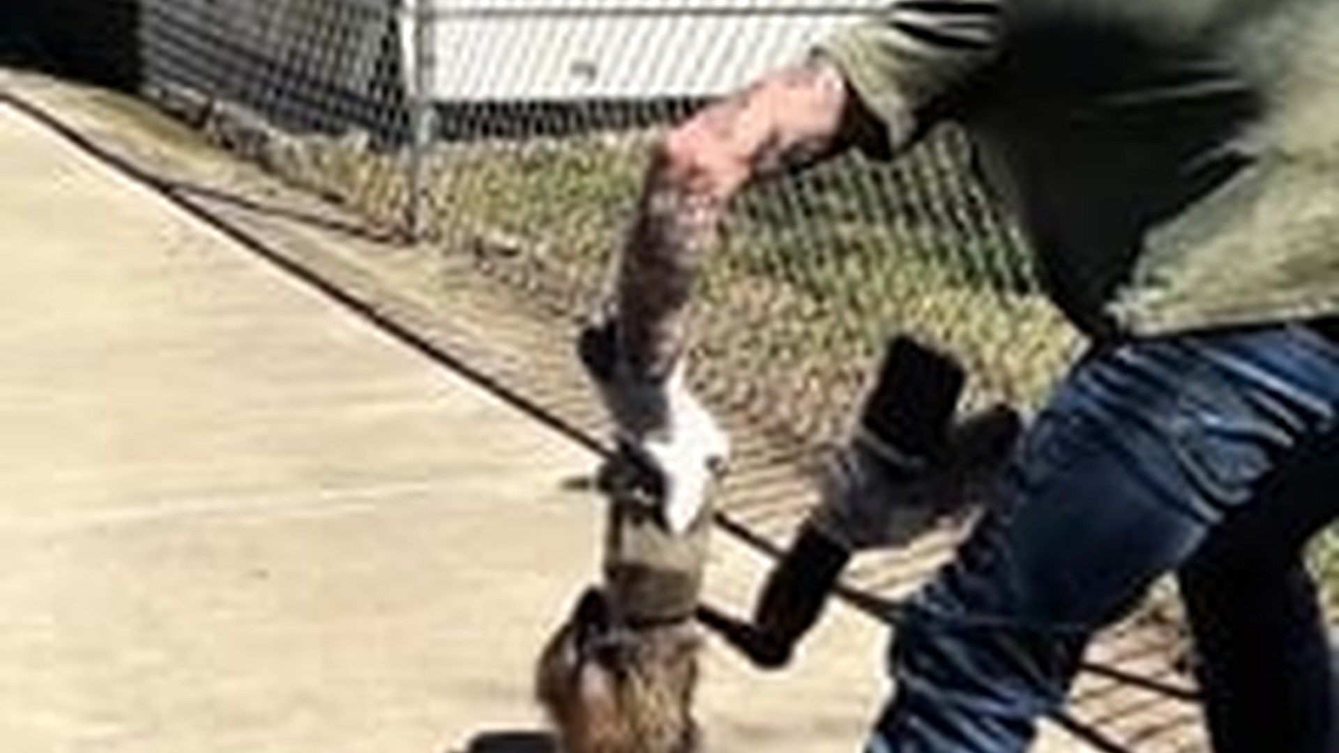 T2603006_rescued raccoon stuck in bottle,but never thought about my fu...