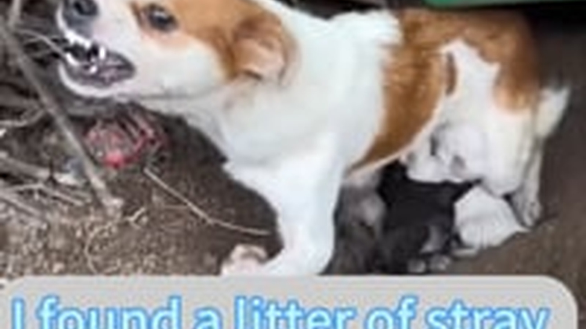 T2603015_#dog #foryou #tiktok #dogsoftiktok #straydog #doglove #rescuedog (2)