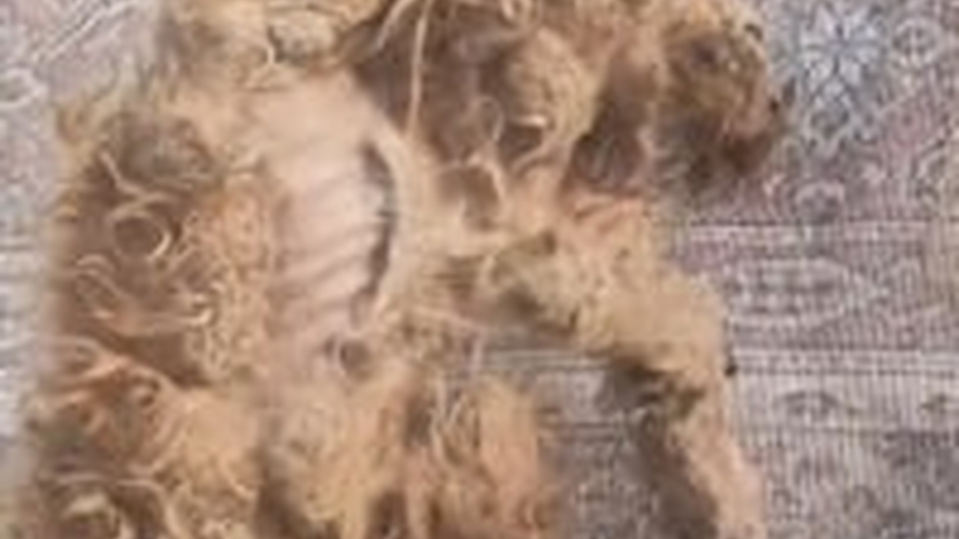 T2603027_#dogsoftiktok #straydog #rescuedog #doglove #foryou #tiktok _7229695856155430190