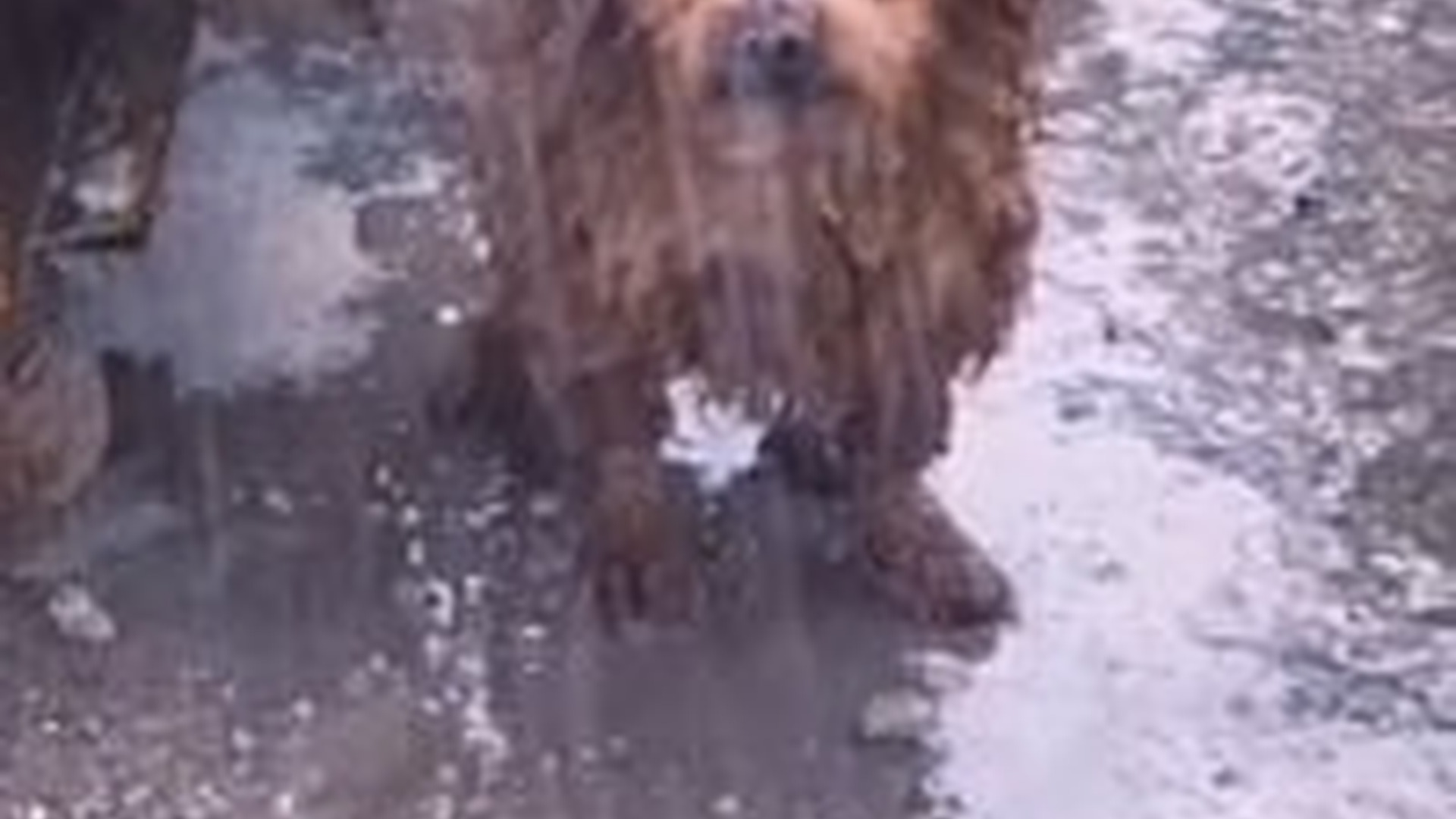 T2603028_#dogsoftiktok #straydog #rescuedog #doglove #foryou #tiktok (1)