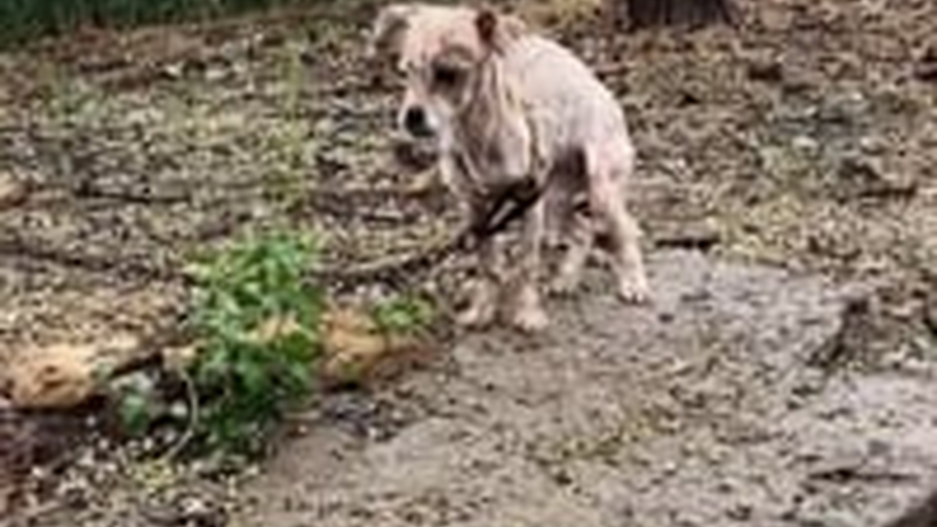 T2603029_#dogsoftiktok #straydog #rescuedog #doglove #foryou #tiktok (2)