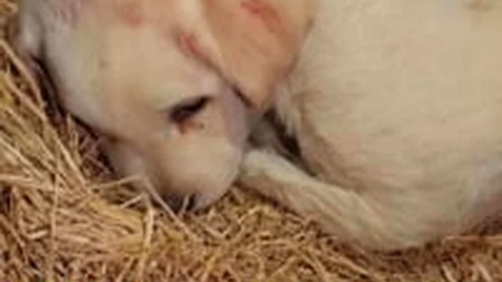 T2603031_#dog #dogsoftiktok #straydog #rescuedog #doglove #tiktok